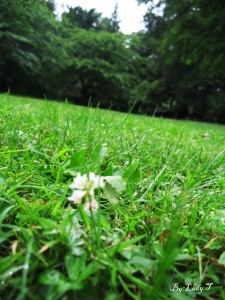 img_4639-copy1