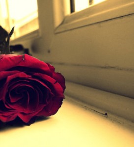 red-flower_valentine_by_molliver